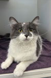 adoptable Cat in  named JAINA