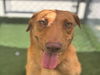 adoptable Dog in  named HAZEL