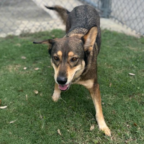picture of the dog needing adoption