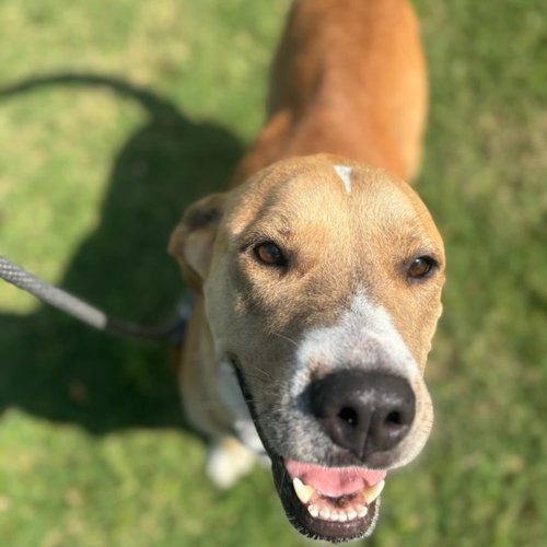 picture of the dog needing adoption