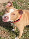 GINGER - Photo 1
