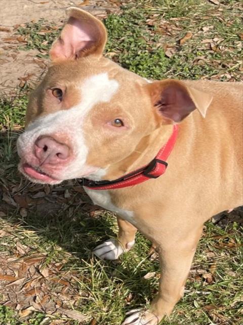 GINGER - Pit Bull Terrier available for adoption