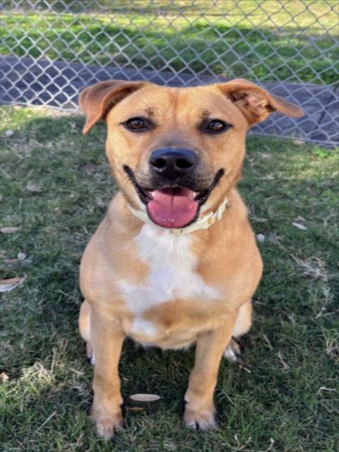 PERSIMMON - Black Mouth Cur available for adoption