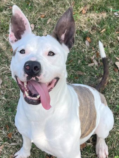 picture of the dog needing adoption
