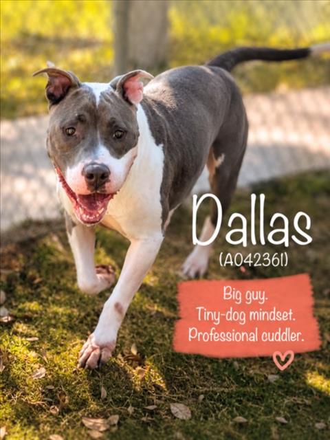 DALLAS, an adoptable Pit Bull Terrier in Texas City, TX