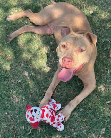 picture of the dog needing adoption