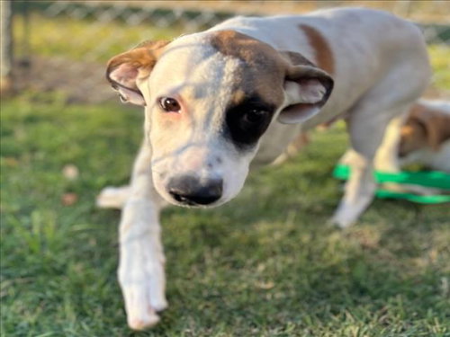 APOLLO, an adoptable Pit Bull Terrier in Texas City, TX