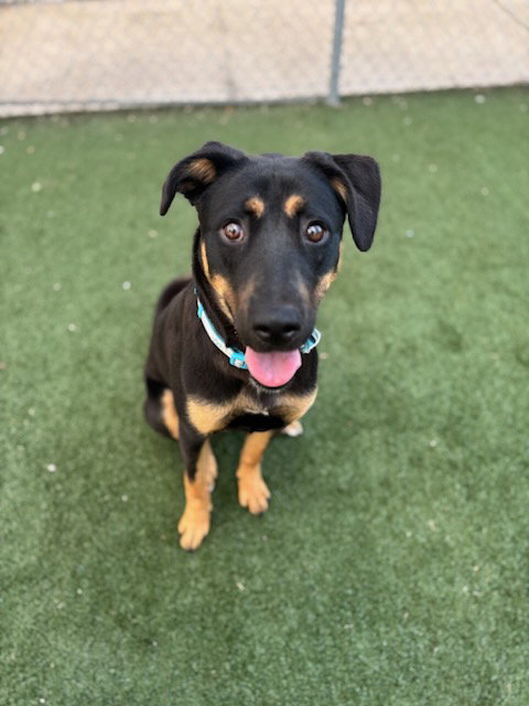 PRALINE, an adoptable German Shepherd Dog in Texas City, TX