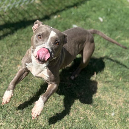 picture of the dog needing adoption
