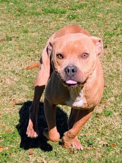 MABEL