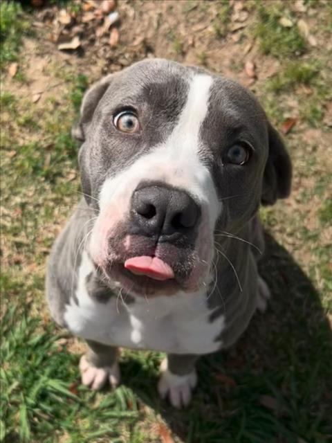 BELLE