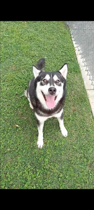 picture of the dog needing adoption