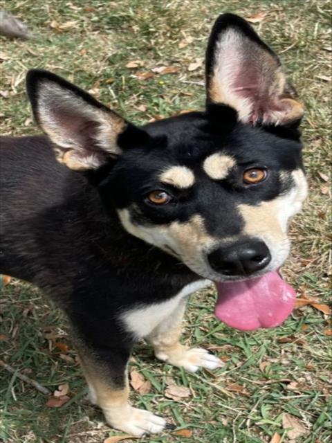 picture of the dog needing adoption