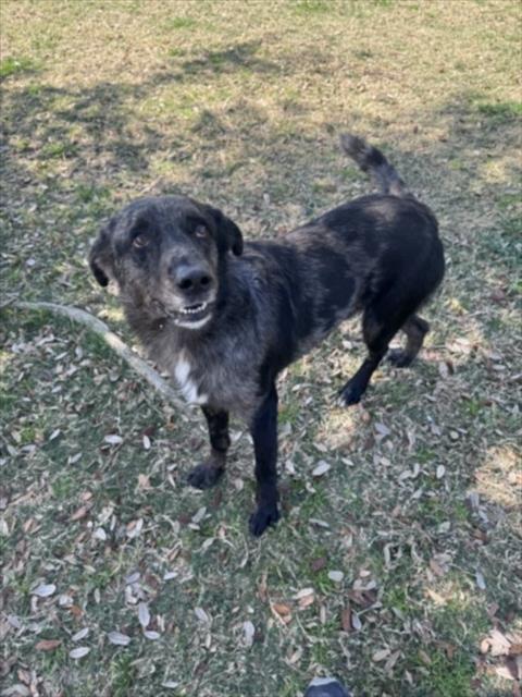 Catahoula Leopard Dog