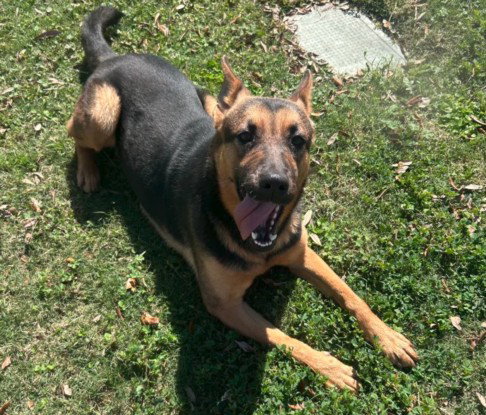 picture of the dog needing adoption