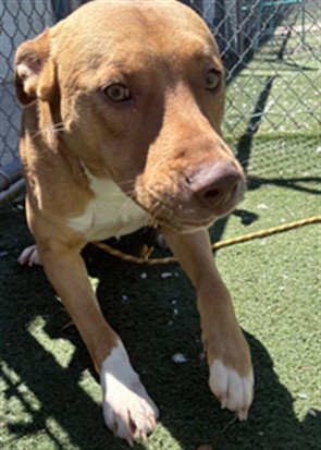 picture of the dog needing adoption