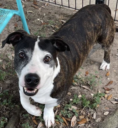 picture of the dog needing adoption
