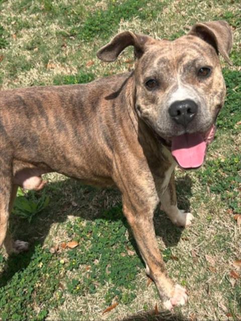 Pit Bull