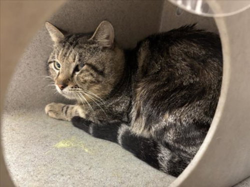 picture of the cat needing adoption