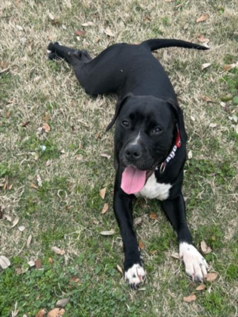 Pit Bull
