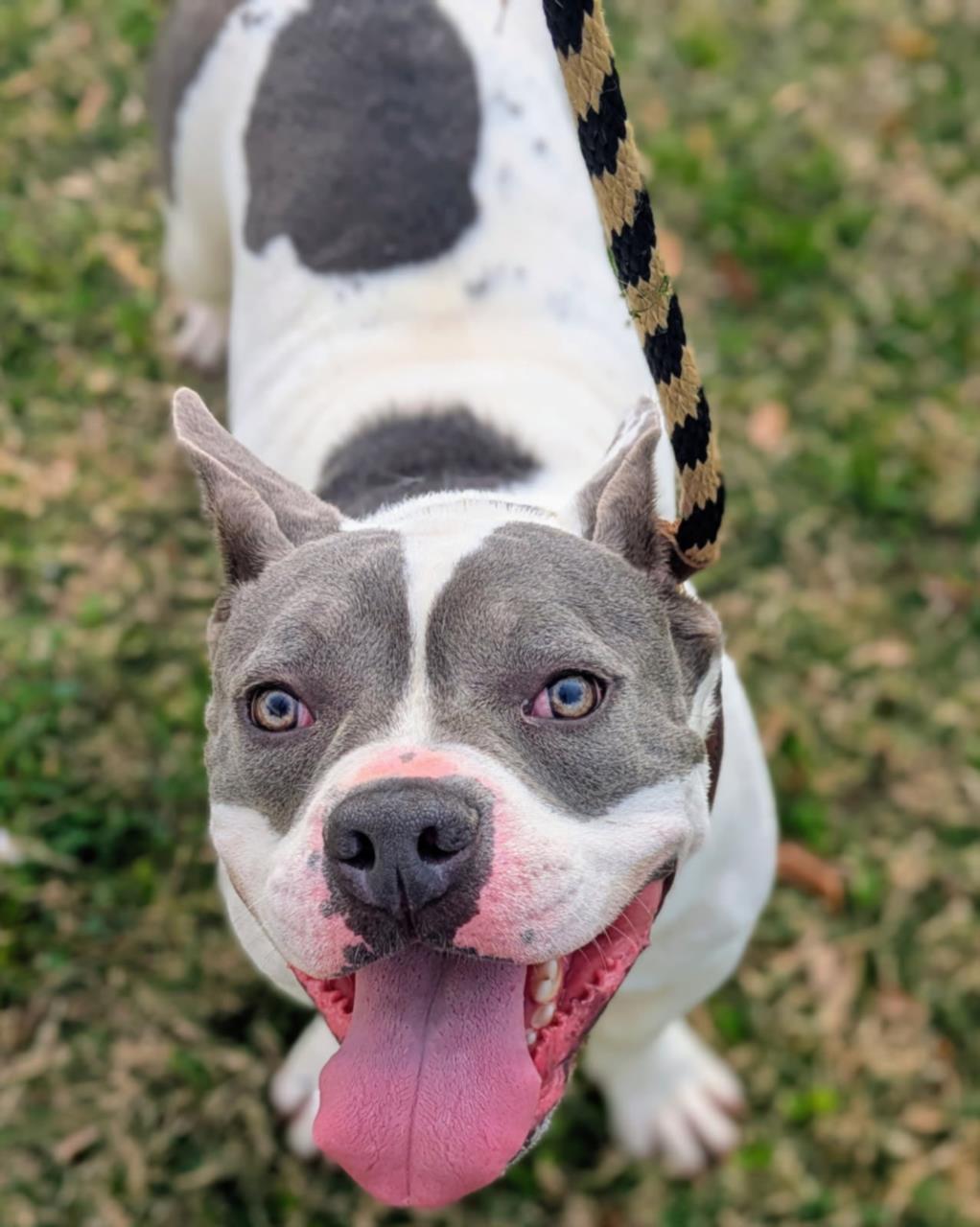 Pit Bull
