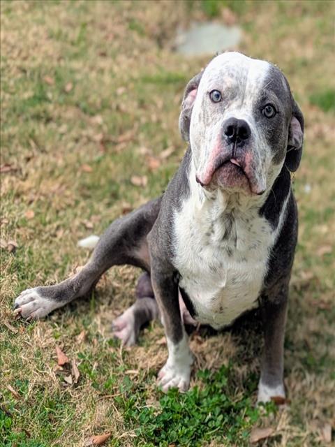 CREED, an adoptable English Bulldog in Texas City, TX