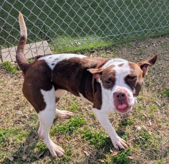 Pit Bull