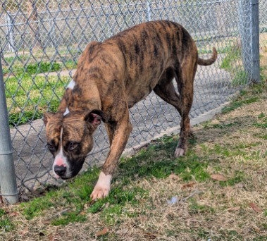 Pit Bull