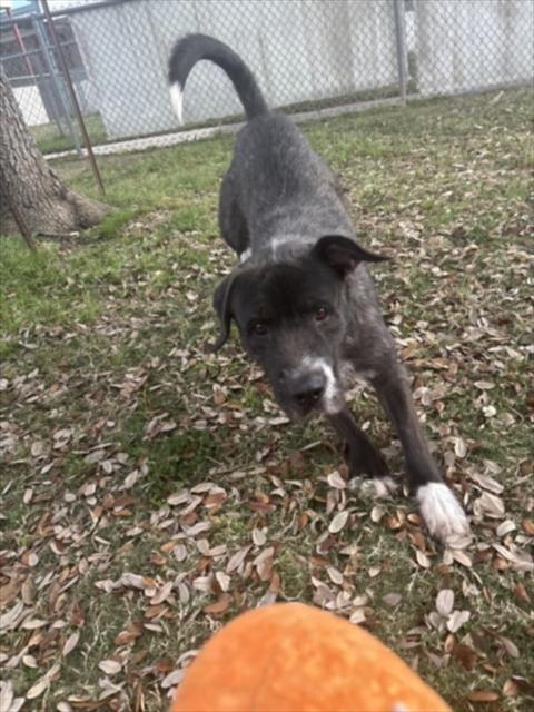TATOR TOT, an adoptable German Wirehaired Pointer in Texas City, TX