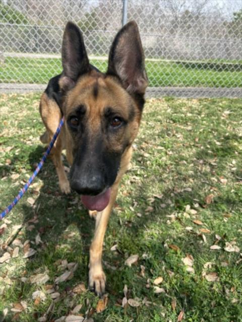 PRINCESS PEACH, an adoptable German Shepherd Dog in Texas City, TX