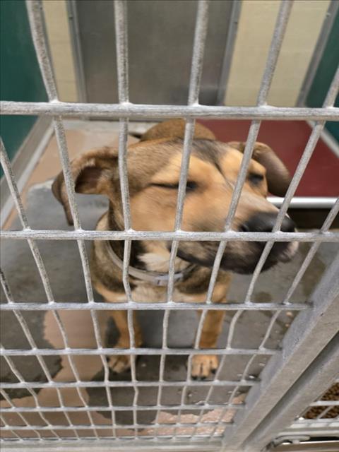 PEDRO, an adoptable German Shepherd Dog in Texas City, TX