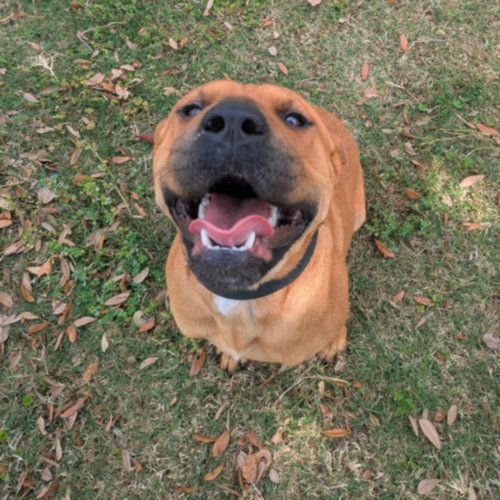 ABRACADABRA, an adoptable Chinese Shar-Pei in Texas City, TX