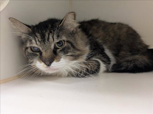 BEAR, an adoptable Domestic Medium Hair in Texas City, TX