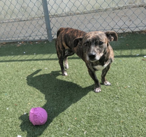 LILY, an adoptable Chihuahua in Texas City, TX