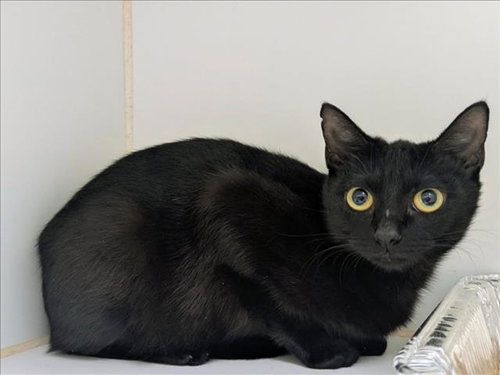 NYX, an adoptable Domestic Short Hair in Texas City, TX