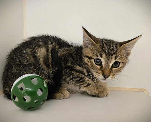 MILES, an adoptable Domestic Short Hair in Texas City, TX