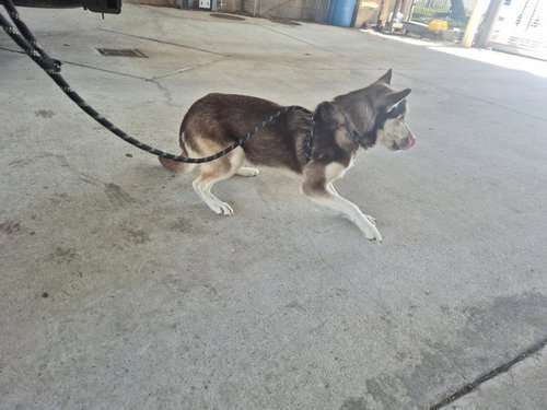 MOJO, an adoptable Siberian Husky in Texas City, TX