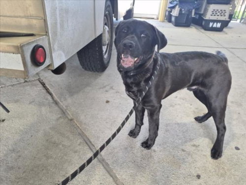 SHADOW, an adoptable Labrador Retriever in Texas City, TX