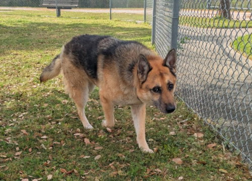 DAKOTA, an adoptable German Shepherd Dog in Texas City, TX