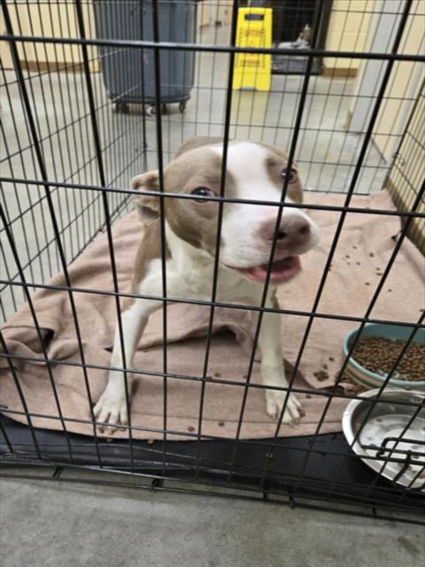 A043426, an adoptable Pit Bull Terrier in Texas City, TX