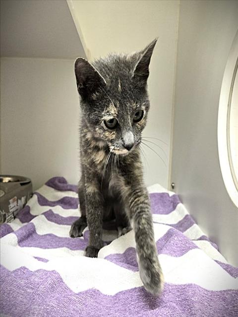 picture of the cat needing adoption