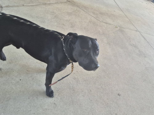 MULLET, an adoptable Pit Bull Terrier in Texas City, TX