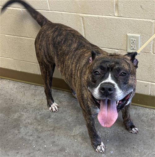 PUDDLES, an adoptable Staffordshire Bull Terrier in Texas City, TX