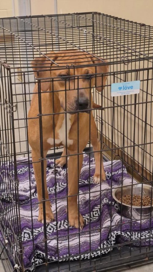 PIERRE, an adoptable Rhodesian Ridgeback in Texas City, TX