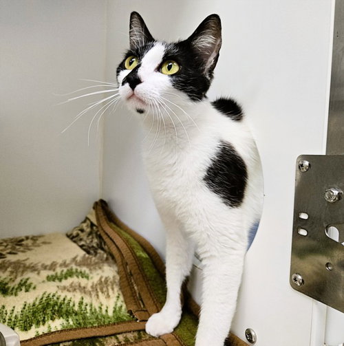 OREO, Adult Domestic Short Hair (short coat), cat for adoption in Friendswood, Texas