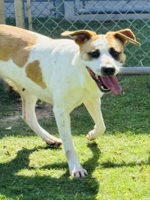 Gracie - English Pointer