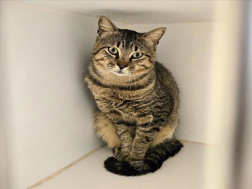 NUGGET, Adult Domestic Short Hair (short coat), cat for adoption in Friendswood, Texas
