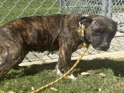 COOKIE, an adoptable American Pit Bull Terrier in Texas City, TX