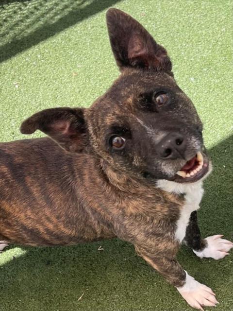 COOKIE, an adoptable American Pit Bull Terrier in Texas City, TX