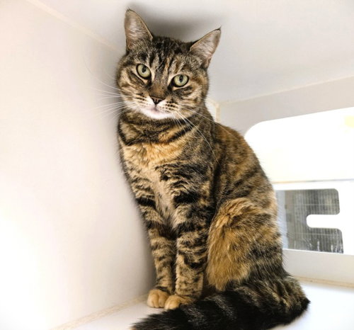 KITTY, Adult Domestic Short Hair (short coat), cat for adoption in Friendswood, Texas